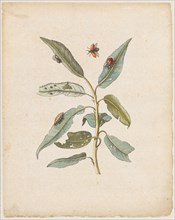 Rothe pastures., Salix, acuto folio., (Willow with poplar leaf beetle), 1679, Colored overprint,