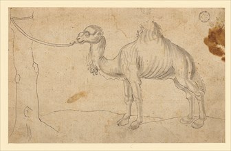 Dromedary to the left, tied to a tree trunk, beginning of the 16th century, feather in black,
