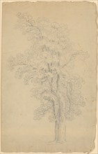 Deciduous tree with three main branches and high crown, pencil, leaf: 34.4 x 21.6 cm, not