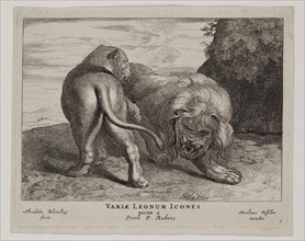 Abraham Blooteling, Dutch, 1640-1690, after Peter Paul Rubens, Flemish, 1577-1640, Lions, Plate 1,