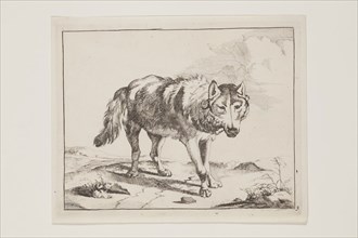 Marcus de Bye, Dutch, 1639 - 1690, after Paul Potter, Dutch, 1625 - 1654, Standing Wolf in