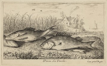 Albert Flamen, Flemish, Perch, 17th century, etching printed in black ink on laid paper, Plate: 4