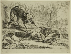 Jan Fyt, Flemish, 1611-1661, Two Hunting Dogs, 1642, etching printed in black ink on laid paper,