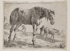Jan van Aken, Dutch, 1614-1661, Standing Horse Facing Right, 17th century, etching printed in black