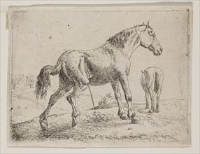Jan van Aken, Dutch, 1614-1661, Pissing Horse, 17th century, etching printed in black ink on laid