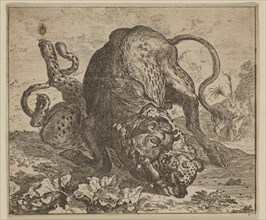 Abraham Hondius, Dutch, 1625-1695, The Urus and the Leopard, ca. 1672, etching printed in black ink