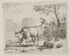 Karel Dujardin, Dutch, 1622-1678, Four Goats, ca. 1658, etching printed in black ink on laid paper,