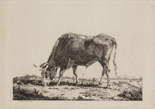Pieter Gerard van Os, Dutch, 1776-1839, Landscape with Ox Feeding, between late 18th and mid-19th
