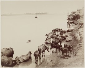 Zangaki, Greek, active 1860-1889, Water Buffalo in the Nile, 19th century, albumen print