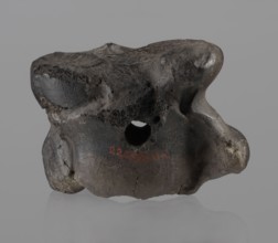 Cow astragal, Myrmekion Crimea, Crimea Ukraine, Hellenistic period, antiquity, bone condylo-talus