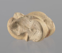 Astragalus of a cow, Myrmekion Crimea, Hellenistic period, astragalus condylo-talus bone of a cow,