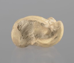 Astragalus of a cow, Myrmekion Crimea, Hellenistic period, astragalus condylo-talus bone of a cow,