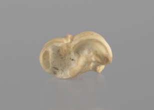 Goat astragal, Myrmekion Crimea, astragal condylo-talus bone, bones, antiquity; Polish excavations
