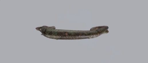 Arched fibula, one-piece fibula with an arched bow made of a round bronze bar, decorated with