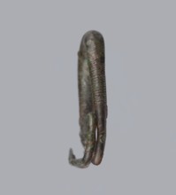 Arched fibula. One-piece fibula with an arched bow made of a round bar, decorated with groups of