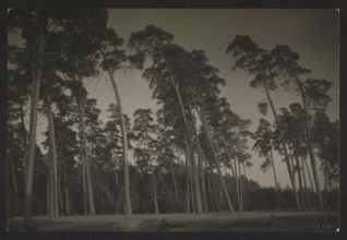 Forest near Kalwaria, photographed by Jan Bulhak 1876–1950. Pines, circa 1934. Photograph, nature