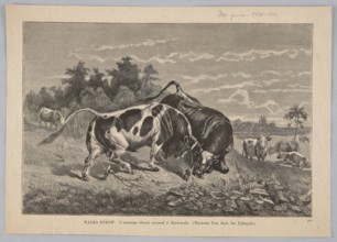 Bullfight; Brodowski, Józef 1828-1900 illustrator/author, Kluczewski, Michal fl. 1869-1890 woodcut