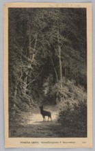 Forest; woodcut after a painting by Feliks Brzozowski 1836–1892, 1887. Depicts a forest interior