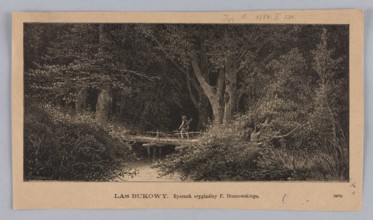 Beech forest; illustration by Feliks Brzozowski 1836–1892, 1884; graphics/press illustration