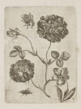Floral arrangement; Tobias Frankenberger 1627–1664, young engraver/author; German; Alsace France,