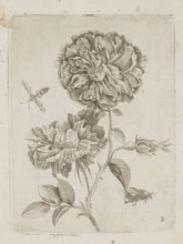 Floral arrangement; Tobias Frankenberger 1627–1664, engraver; German Alsace, France; flowers,