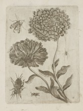 Floral arrangement; Tobias Frankenberger 1627–1664, young, engraver; German; flowers; Alsace