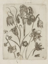 Floral arrangement; Tobias Frankenberger 1627–1664, engraver; flowers; German; Strasbourg, Alsace;