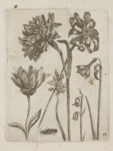 Floral arrangement, Tobias Frankenberger 1627–1664; young, engraver; German Alsace/Strasbourg, 1662
