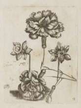 Floral arrangement, Tobias Frankenberger 1627–1664, young, engraver/author. Flowers daffodils,
