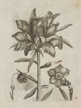 Floral arrangement; Tobias Frankenberger 1627–1664, engraver; German; 1662; album; flowers lilies,