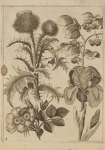 Flower arrangement; Frederik de Wit ca. 1630–1706, young creator; Jeremias Falck ca. 1609–1677