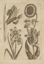 Floral composition; creator: Frederik de Wit ca. 1630–1706, young; engraver: Jeremias Falck ca.