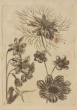 Floral composition; artist: Frederik de Wit ca. 1630–1706, young; engraver: Jeremias Falck ca.