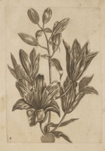 Floral arrangement by Frederik de Wit ca. 1630–1706, young, engraved by Jeremias Falck ca.