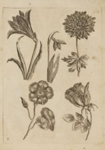 Floral composition; Frederik de Wit ca. 1630–1706 young; engraver Jeremias Falck ca. 1609–1677;