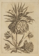 Flower arrangement; Jeremias Falck ca. 1609–1677, engraver; Frederik de Wit ca. 1630–1706, younger,