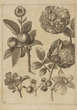 Floral composition; Frederik de Wit ca. 1630–1706; young creator; Jeremias Falck ca. 1609–1677
