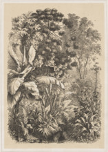 Interior of the Rainforest. Lithograph by EAS (Russian lithographer; fl. ca. 1850–1870). Line