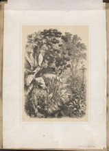 Interior of the Rainforest. Lithograph by EAS (Russian lithographer; fl. ca. 1850–1870), printed at