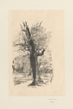 Dry oak against the background of the forest, Wyczólkowski, Leon (1852–1936), graphic artist;