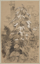 Plant study; Hans Thoma (1839–1924), draughtsman; plants, gardens, plant studies; German drawing,
