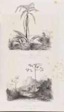 1) Palm trees on the road towards Pedra de Gavea, October 21, 1842; 2) The summit of Pedra de Gavea