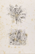 The palm trees of Ubussu and Alssai in Rio dos Breves, December 28, 1842; Climbers in Rio dos