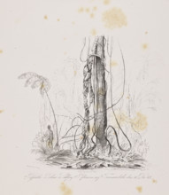 1) Miriti palms on Marajo Island, December 29, 1842; 2) Passiuba palm and vines on the island of