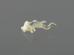 Fish-shaped paperweight; subject: fish; culture: Chinese; period: Qing dynasty (1644–1911), 19th