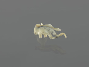 Fish-shaped paperweight; subject: fish; culture: Chinese; period: Qing (1644–1911), 19th century;