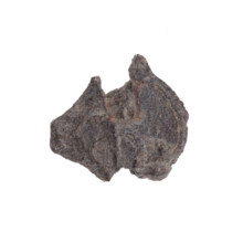 Fragment of a double-sided Drohiczyn seal. On one side, an eagle with its head turned to the left;