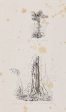 1) Miriti palms on Marajó Island, December 29, 1842; 2) Passiuba palm and vines on the island of