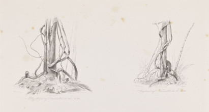 Vines on the island of Tucummaiduba, December 30, 1842; The Anthill on the Island of Tucumauduba,