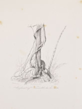 Vines on the island of Tucummaiduba, December 30, 1842; The Anthill on the Island of Tucumauduba,
